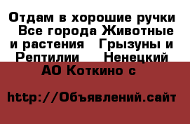 Отдам в хорошие ручки - Все города Животные и растения » Грызуны и Рептилии   . Ненецкий АО,Коткино с.